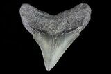 Juvenile Megalodon Tooth - Georgia #75415-1